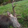 cerf