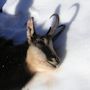 chamois